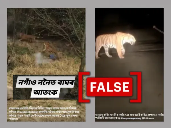 Old, unrelated videos passed off as footage of recent tiger attack in Assam's Nagaon